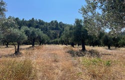 Ialisos, South Aegean 85101