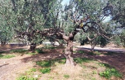 Agathia, Crete