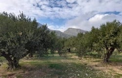 Zakros, Kríti 723 00