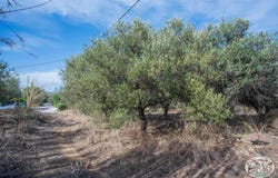Maleme, Crete 73014
