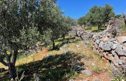 Epano Pines, Crete 72100