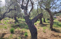 Ano Riglia, Peloponnese 24024
