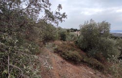 Milies, Thessaly 37010