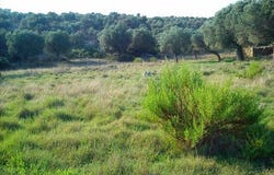 Sithonia, Chalkidiki 63072