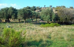 Sithonia, Chalkidiki 63072