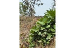 5983 San Pedro el Alto, San Pedro Las Huertas, Sacatepéquez, San Pedro Las Huertas, Sacatepéquez