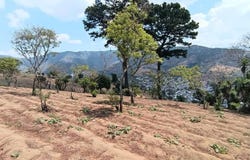 5985 San Lorenzo el Cubo Ciudad Vieja, Ciudad Vieja, Sacatepéquez, Ciudad Vieja, Sacatepéquez