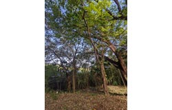 Parrot tree Lot 68, Roatan, Roatan, Islas de la bahía, Roatan, Islas de la bahía