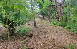 Parrot Tree, Roatan, Islas de la Bahia