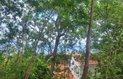 Parrot Tree, Roatan, Islas de la Bahia