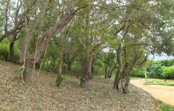 Calabash Bight 0.72- Acre, Roatan, Islas de la Bahia