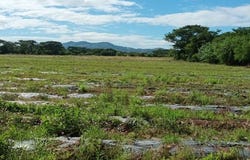 Aldea de Pavana, Choluteca, Choluteca., Choluteca, Choluteca, Choluteca, Choluteca