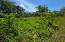 South Shore Back Road, Utila, Islas de la Bahia