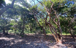 215 ft oceanfront Big Rock, Reef Side Beach Lot 1 -, Utila, utila, Islas de la bahía, utila, Islas de la bahía