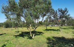 Dobropoljana, Zadarsko-kninska 23262
