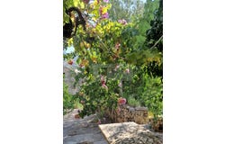 Orebić, Dubrovnik-Neretva