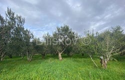 Kastel Luksic, Splitsko-dalmatinska 21212