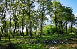 Tinjan, Istarska