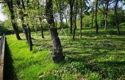 Tinjan, Istarska