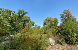 Jasenice, Zadarsko-kninska