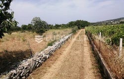 Brac, Splitsko-dalmatinska