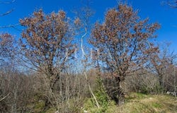 Krk, Primorsko-goranska