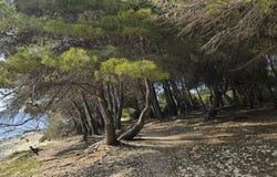 Brač, Splitsko-dalmatinska
