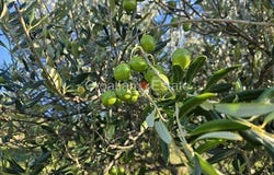 Donje Selo, Split-Dalmatia County 21430