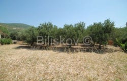 Trogir, Splitsko-dalmatinska 21220