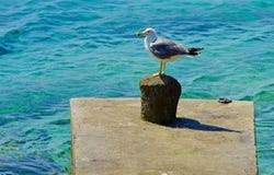 Korčula, Dubrovacko-neretvanska
