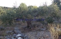 Mirca, Splitsko - dalmatinska 21400