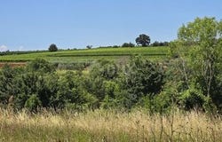 Vižinada, Istarska