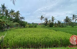 Yeh Gangga Beach, Tabanan, Bali 82115