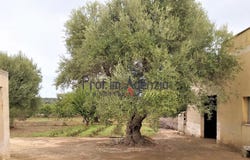 Ceglie Messapica, Apulia 72013