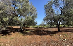Carovigno, Apulia 72012
