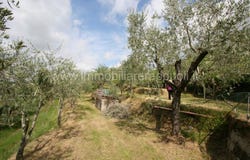 Scrofiano, Tuscany 53048