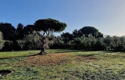 Castagneto Carducci, Tuscany 57022