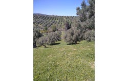 Cirò, Calabria 88813