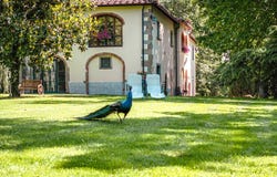 Laterina, Tuscany 52020