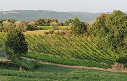 Castelnuovo Berardenga, Tuscany 53019