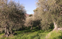 Via Roma, Dolceacqua, Provincia di Imperia, Ligurië, 18036, Italië, Dolceacqua, Liguria 18035