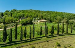Umbertide, Umbria 06019