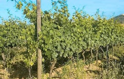Montiano, Tuscany 58051