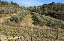 Castelnuovo Berardenga, Toscana|Tuscany