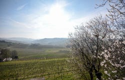 Regione Ceirole, Canelli, Piedmont 14053