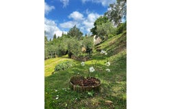 Castagneto Carducci, Tuscany 57022