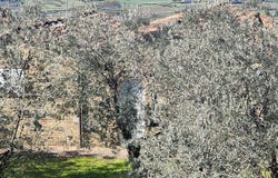 Vinci, Tuscany 50059