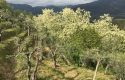 Corsanico, Massarosa, Tuscany 55054
