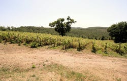 Scansano, Tuscany 58054