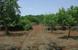 Sicily, Sicily 95039